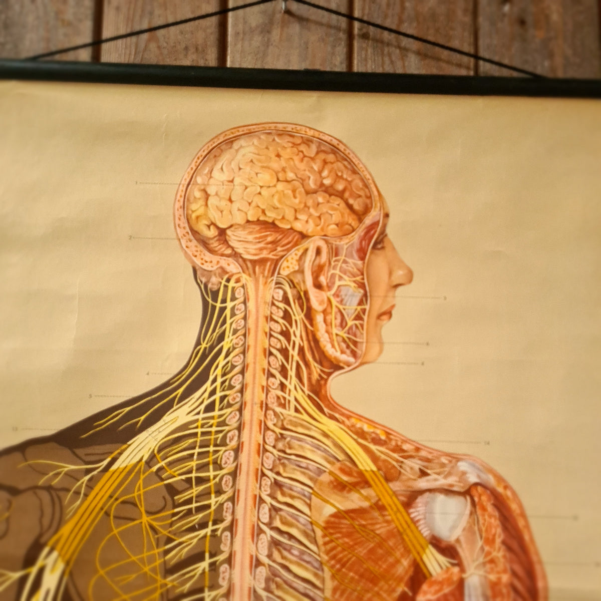 Anatomische schoolkaarten; Zenuwstelsel