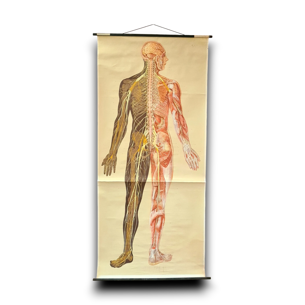 Anatomische schoolkaarten; Zenuwstelsel