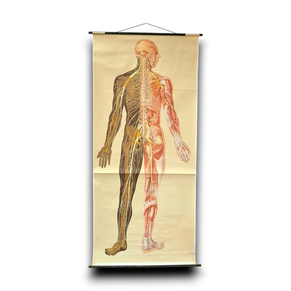 Anatomische schoolkaarten; Zenuwstelsel