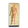 Anatomische schoolkaarten; Zenuwstelsel vintage wandkaart met zenuw- en spierstelsel.