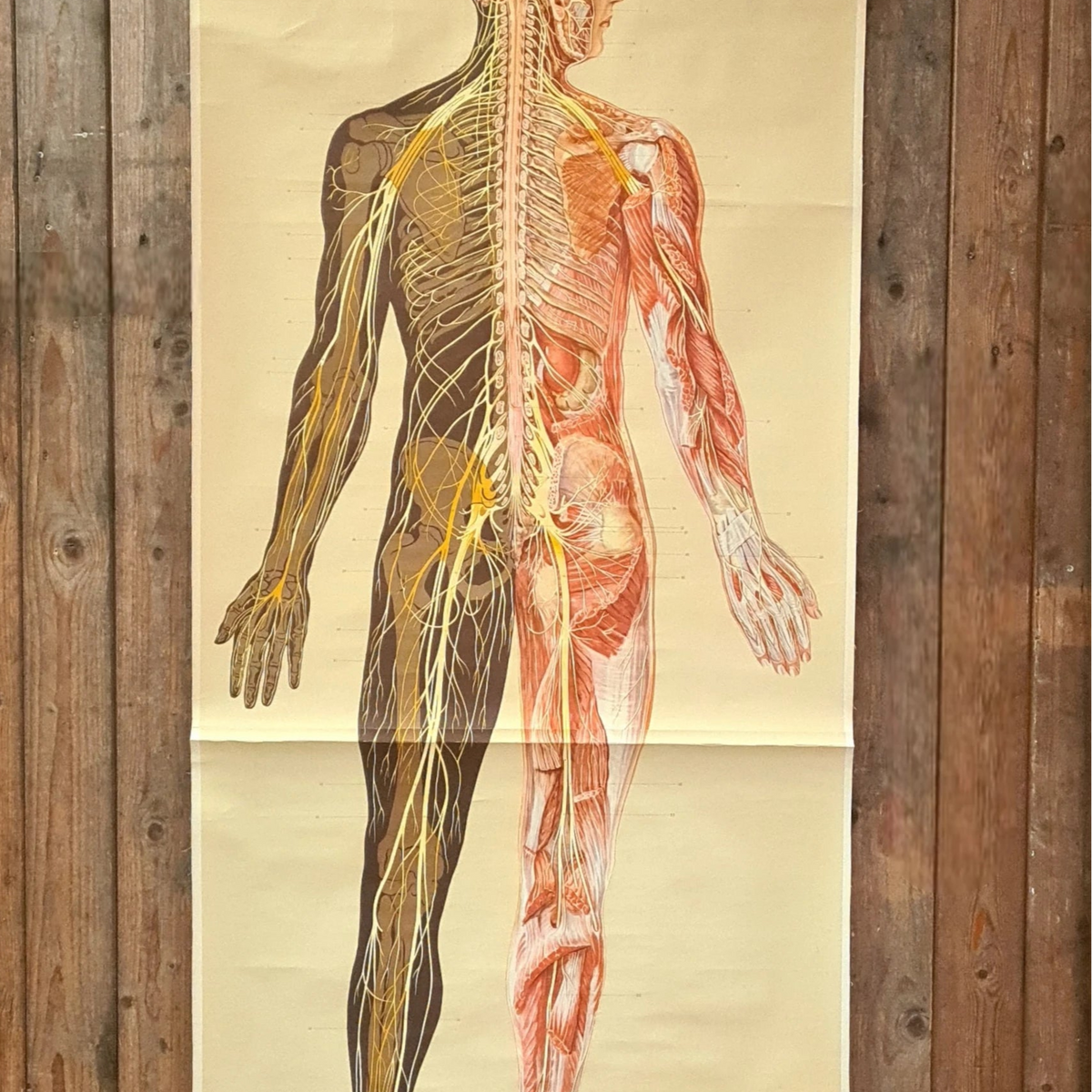 Anatomische schoolkaarten; Zenuwstelsel