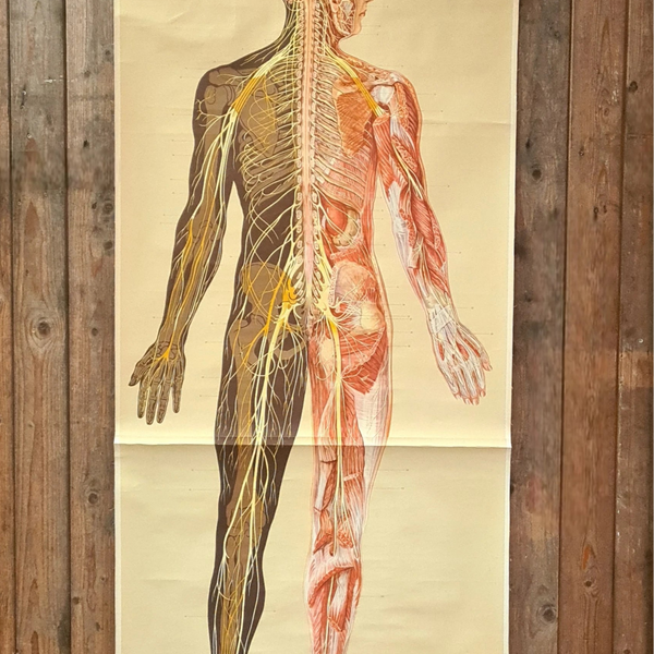 Anatomische schoolkaarten; Zenuwstelsel