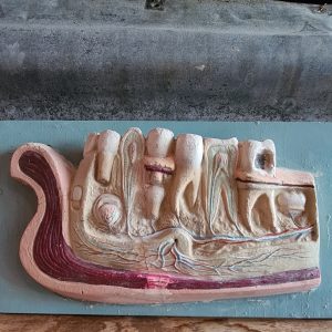 Anatomisch model van de tanden/kiezen